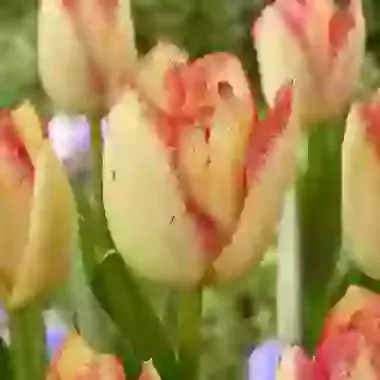 Fire Glow